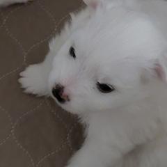American Eskimo Dog Puppies from Diamond Storm Eskies