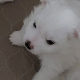 American Eskimo Dog Puppies from Diamond Storm Eskies