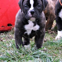 Olde English Bulldogge Puppies from ABK BULLDOGGES