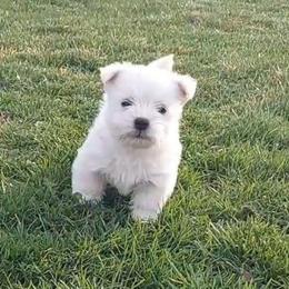 Black Boy - White male West Highland White Terrier puppy in Macy, Indiana from Country Grove Breeding LLC