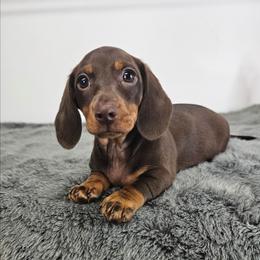 Chocolate and tan male - Chocolate and tan male Dachshund puppy in Belle Rive, Illinois from Akin's Miniature Dachshunds, LLC