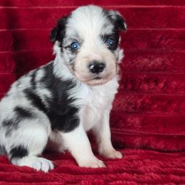 Spider Monkey - Blue merle male Border Collie puppy in Chicora, Pennsylvania from Riverwood