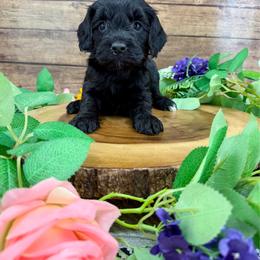 Trixie - Black female Cavapoo puppy in Beresford, South Dakota from DAKOTA DOOD RANCH