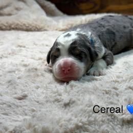 Cereal - Blue merle male Bernedoodle puppy in El Campo, Texas from Little Fur Friends Bernedoodles