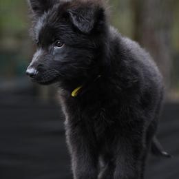 Talia(Yellow Collar Female) - Black female German Shepherd puppy in Hawthorne, Florida from Lace's High Flying German Shepherds And Golden Retrievers