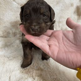 Aussiedoodle and Australian Shepherd Puppies from Homestead Aussies & Doodles
