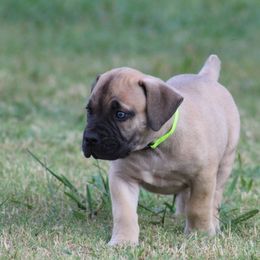 Lime green - Brown male Boerboel puppy in Shawnee, Oklahoma from TXT Boerboels