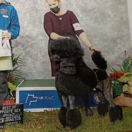 Fiji - Poodle
