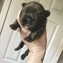 Fluffy - White and brindle female French Bulldog puppy in Lancaster, Ohio from FarmHouse Frenchies