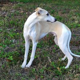Whippet Puppies from Tigger’s Whippets