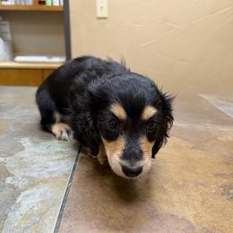 Bobby - Black and cream male Dachshund puppy in Irving, Texas from DFW Dachshunds by G & S
