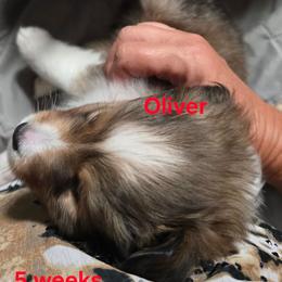 LITTLE Oliver - Sable and white male Shetland Sheepdog puppy in Houston, Texas from LaLa's Lilliputian Lassies