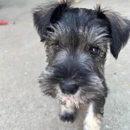 Miniature Schnauzers from Hobby Breeder