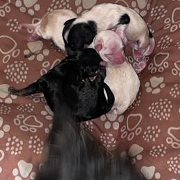 Girl 1 - Black and tan female Yorkshire Terrier puppy in Richland County, South Carolina from Nesha's Pawrific Tails