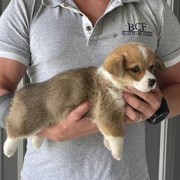 Olive - Female 1 - Red female Pembroke Welsh Corgi puppy in Jefferson, South Carolina from Blue Creek Farms