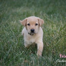 Labrador Retriever Puppies from Gochee Labs