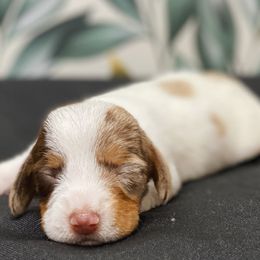 Nick - Dapple male Dachshund puppy in Portsmouth, Ohio from Tygart Creek Dachshunds