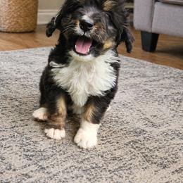 Myers - Tri-color female Bernedoodle puppy in Cape Fair, Missouri from Flat Creek Bernedoodles