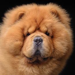 Chow Chow from Indigo Chows