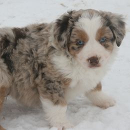 Rancher - Red merle male Miniature Australian Shepherd puppy in Fairview, South Dakota from Dakota Toy Aussies