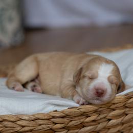 Hashbrown - Caramel male Australian Labradoodle puppy in Belding, Michigan from Rutu Australian Labradoodles