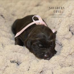 Noel - Chocolate female Australian Labradoodle puppy in Winter Haven, Florida from Southern Cove Labradoodles