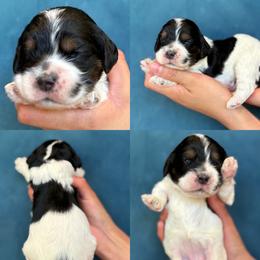 Valarie - Black and white female Cockapoo puppy in Yuciapa, California from AlltheDoodlez_