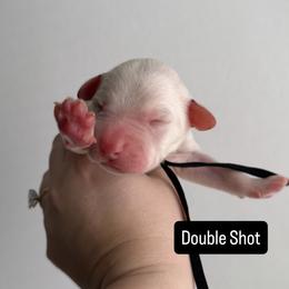 Double Shot - LUA long coat - White and black male Dalmatian puppy in Davenport, Florida from Sunny Jewels Dalmatians