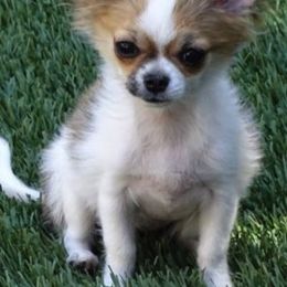 Chihuahuas from A Legacy Chihuahua