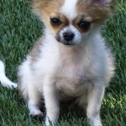 Chihuahuas from A Legacy Chihuahua