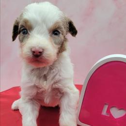 Watchamacallit - Red merle female Aussiedoodle puppy in Boonville, North Carolina from Branch Creek kennels