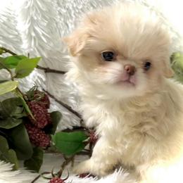 Sweet Little Sumire - Lemon and white male Japanese Chin puppy in Davisville, Missouri from Uniquely Yours, Shelly’s Japanese Chins