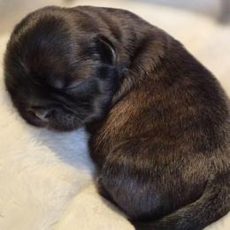 Girl 1 - Chocolate female Shih Tzu puppy in El Paso, Texas from Paws Of Beauty