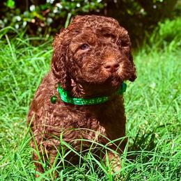 Bentley - Chocolate male Goldendoodle puppy in Arlington, Texas from Chambers Doodle Patch