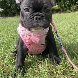 French Bulldog Puppies from Lola’s Frenchies