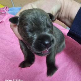Girl 1 - Gray female Cane Corso puppy in Dunnellon, Florida from Touch of Spice Kennels