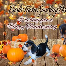Beagle All Grown Up from Rustic Farm Sporting Beagles