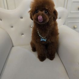 Rio - Poodle