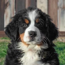 Bernese Mountain Dog Puppies from Berner Dynasty