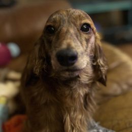 Apollo - Dachshund