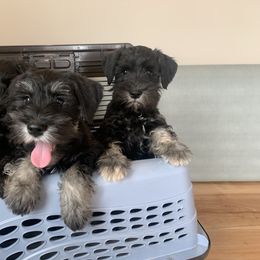 Miniature Schnauzer puppies from Schnauzer Society