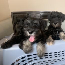 Miniature Schnauzer puppies from Schnauzer Society
