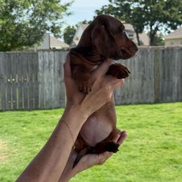 Pam - Dapple female Dachshund puppy in Sulphur Springs, Texas from Waggin Beach Paradise Doxies
