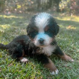 Remi - Tri-color male Bernese Mountain Dog puppy in Alabama from Dogwood Creek Bernese