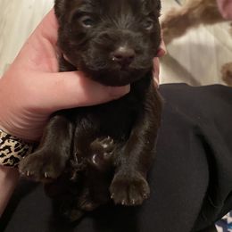 Miniature Schnauzer Puppies from Southern Magnolia Schnauzers