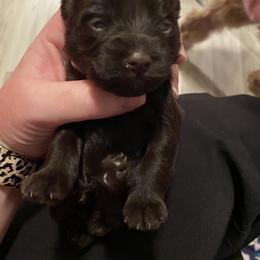 Miniature Schnauzer Puppies from Southern Magnolia Schnauzers