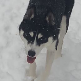 Shay - Siberian Husky