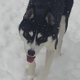 Shay - Siberian Husky