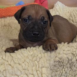 Rafe - Rd whtn blk nose male Rhodesian Ridgeback puppy in Gaffney, South Carolina from Circle D Farms