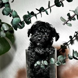 Midnight - Black male Poodle puppy in Griffin, Georgia from Rawls Lovely Little Tots